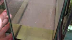 Поплыл малёк данио. Пересаживаем мальков данио. Результаты нереста данио глофиш