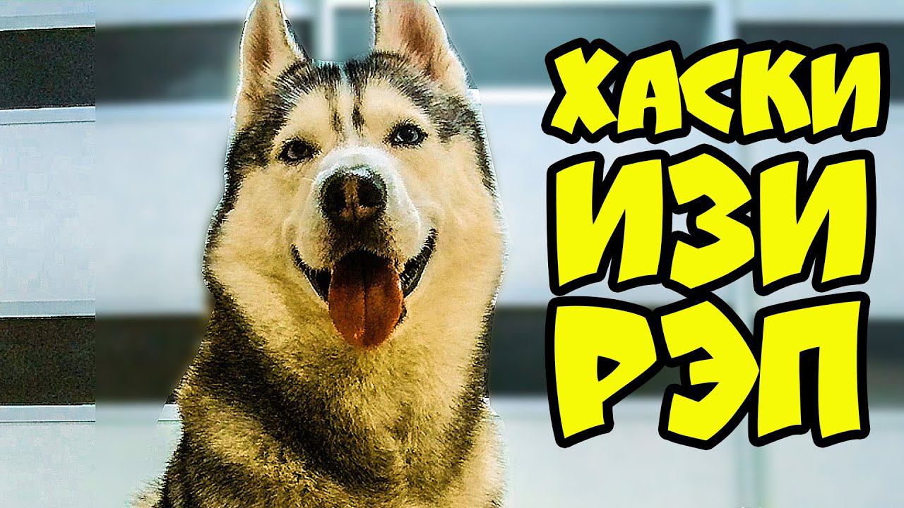 ХАСКИ ИЗИ РЭП!! Все музыкальные серии подряд!! (Хаски Бандит) Говорящая собака смотреть онлайн