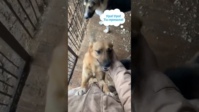 Самые преданные животные, которые всегда ждут? #video#dog#краснаясосна#возьмисобакуизприюта