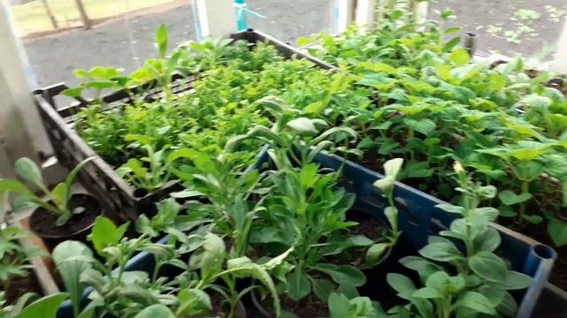 Погодка, моя рассада. смотреть онлайн