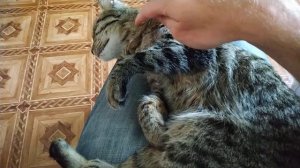 Котик перебирает лапками