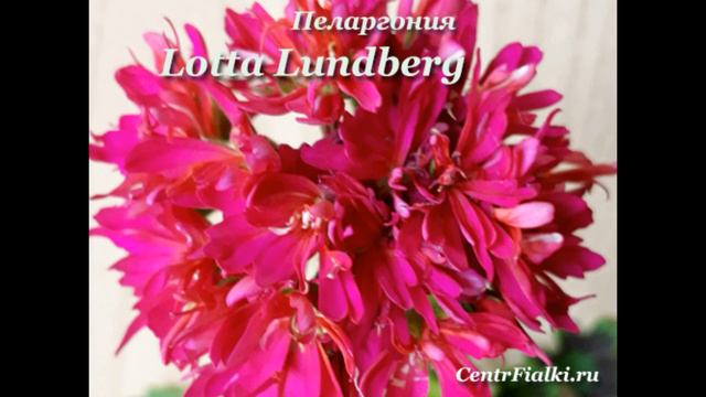 Пеларгонии, пеларгонии, пеларгонии... смотреть онлайн