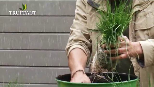 Ciboulette : Plantation Et Entretien - Truffaut