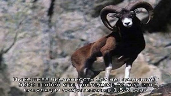 Горные бараны