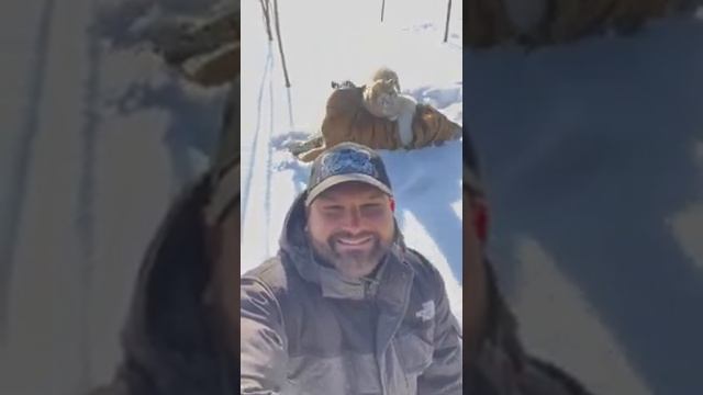 ЗИМНИЕ тИГРЫ смотреть онлайн