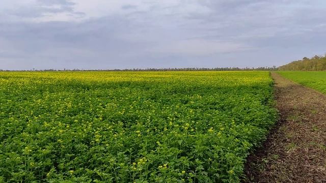 горчица. позднее цветение. взяток и пыльца смотреть онлайн