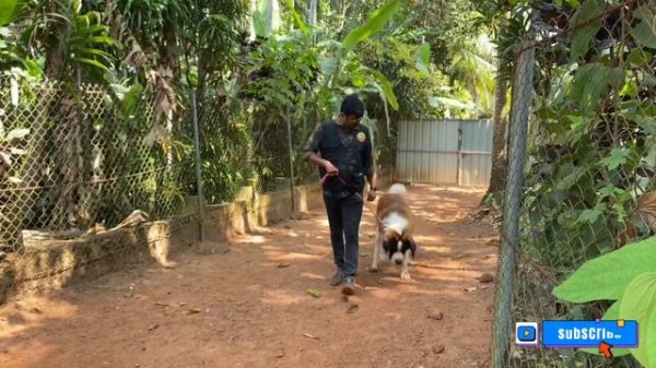 Schon k9 dog training centre with years of experience. Get you pets trained.