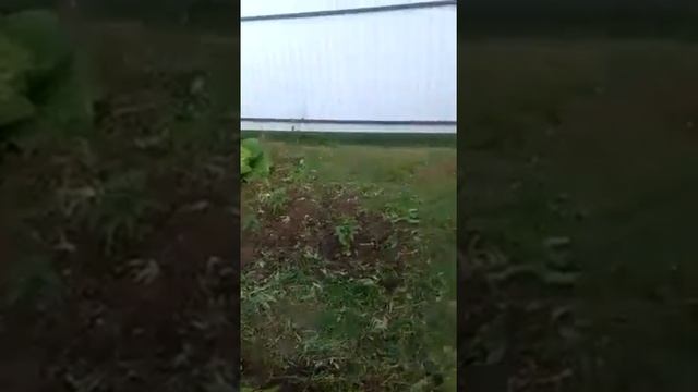 Дачные насаждения смотреть онлайн