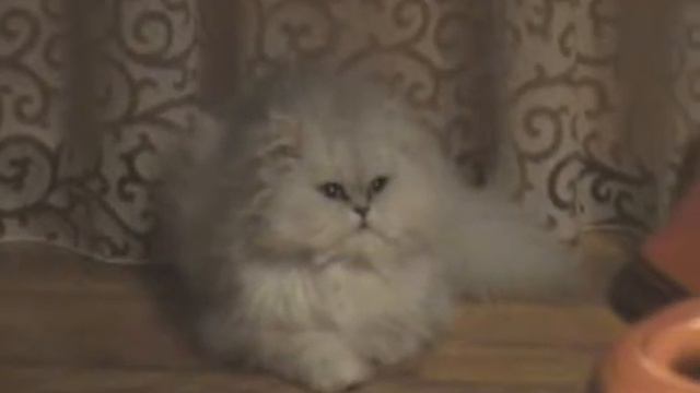 Вика и бильярд смотреть онлайн
