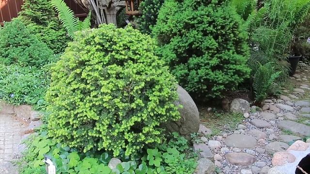 Тсуга канадская Greenwood Lake-2023 год смотреть онлайн