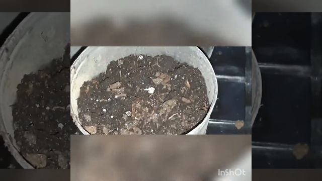 Посадка росади мускари арменикум смотреть онлайн