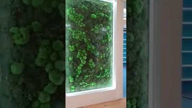 Водопад по стеклу, интерьер, размер 1520 мм х 3100 мм, стабилизированный мох. Прага. смотреть онлайн