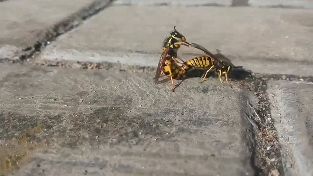 Оса ужалила осу . Жесть !!! смотреть онлайн