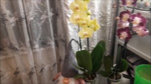 ПЕРЕСАДКА ОРХИДЕИ ПОСЛЕ ПОКУПКИ.ПОКУПНАЯ ОРХИДЕЯ И ЕЕ ПЕРЕСАДКА.КАК  ПЕРЕСАДИТЬ ОРХИДЕЮ ИЗ МАГАЗИНА