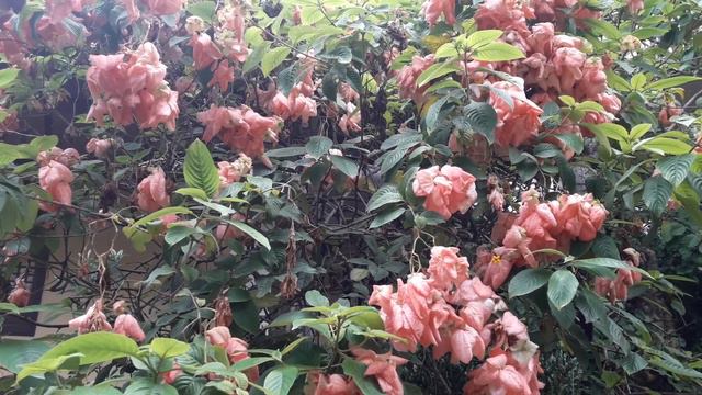 Beautiful Plant named "Doña Aurora Flower" смотреть онлайн