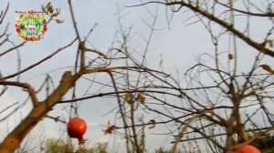 Наконец-то кардинальная обрезка граната Гюлоша. Формировка граната для плодоношения. Минимум побего