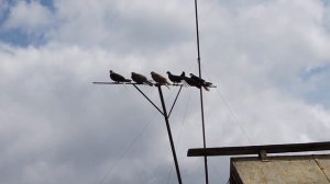 Николаевские голуби Брянской области (Кураховские).