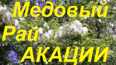 Белая акация 11день.Райское место  для взятка мёда белой акации.