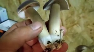 Collybiia Albuminosa/ Ксерула/ Джи зонг