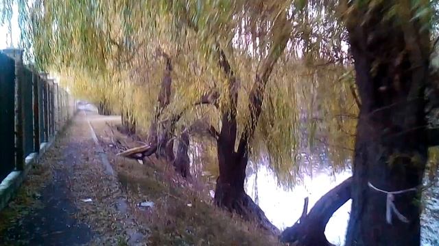 Осенью Плакучая Ива пожелтела смотреть онлайн