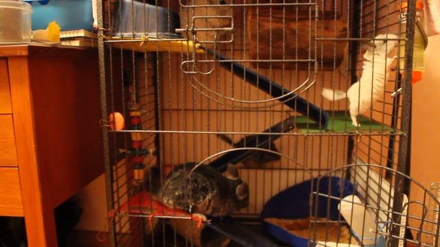 Семейство шиншилл / Family of chinchillas смотреть онлайн