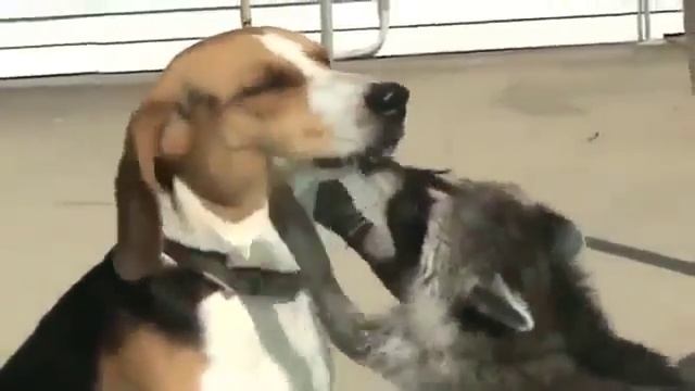 Собака бежит во сне смотреть онлайн