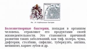 БИОЛОГИЯ 5 - 6 КЛАСС ПАСЕЧНИК ПАРАГРАФ 11 СТРОЕНИЕ И МНОГООБРАЗИЕ БАКТЕРИЙ ГДЗ СЛУШАТЬ АУДИО УЧЕБНИ