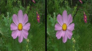 VR 3D фильмы - Цветы,цветочки в 3D - Документальное кино в 3D