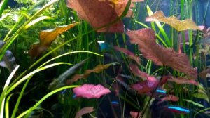 Нимфея Тигровая Красная