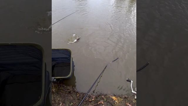 осенний карп https://youtu.be/VoUfpkFHQDo #рыбалкаскарпятником смотреть онлайн