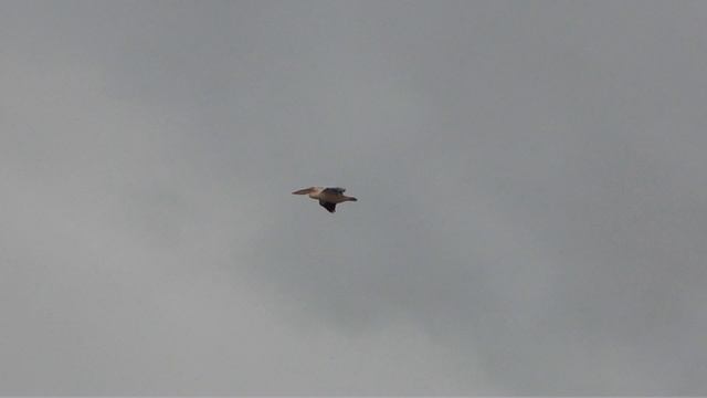 ҚИЗИЛ КИТОБГА КИРИТИЛГАН НОЁБ ҚУШЛАР ХОРАЗМГА УЧИБ КЕЛДИ смотреть онлайн