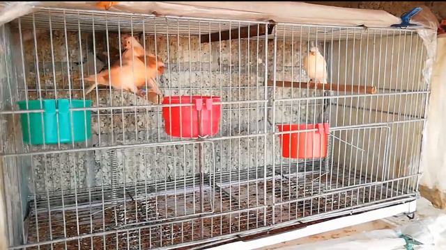 como vitaminar canarios y aves en pelecha o temporada de muda vitafort pelecha AVIARIO LA CRI смотреть онлайн