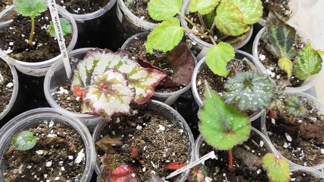 Бегонии. Маленькие секретики. ?☘️?#комнатныерастения #бегония #домашниецветы #бегонии #посадка