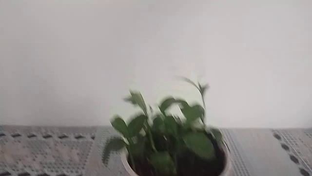 Лимончики. смотреть онлайн