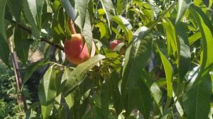 Ранний сорт Персика Мадлен Пуйе