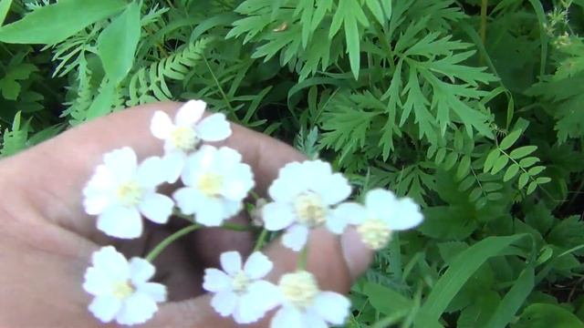 Земляника первая. Тайга. Съедобные луковицы саранки. Выкапываем на заказ сибирскую орхидею. смотреть онлайн