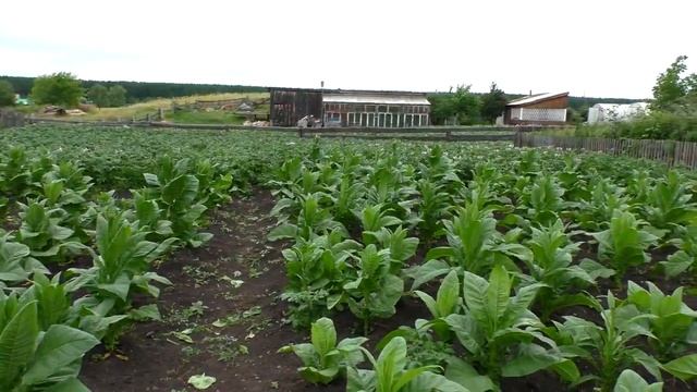Как вырастить,выжелтить,курительный табак. смотреть онлайн
