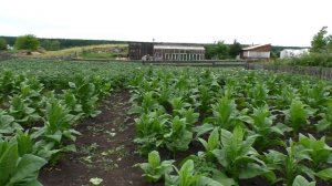 Как вырастить,выжелтить,курительный табак.