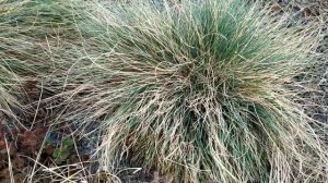 Декоративный злак овсянница. Уход после зимы.