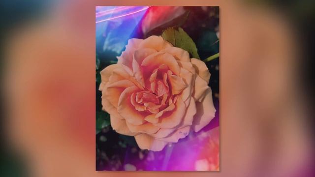 Xiaomi Mi11 Ultra Leica App Impressions