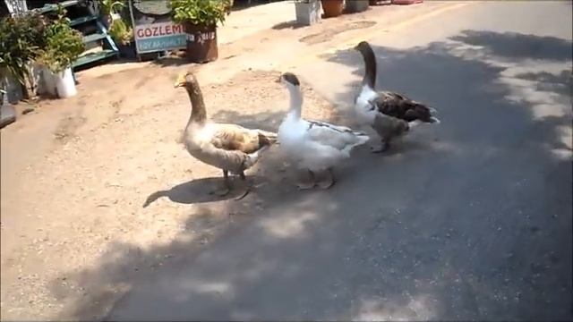 Pilgrim Kazları _ Kayaköy /Fethiye 12/08/2017 смотреть онлайн