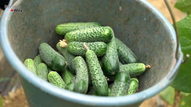 ОГУРЕЦ ДАСТ 100-200 Огурчиков С Куста После Этой Подкормки. Чем Подкормить ОГУРЦЫ В АВГУСТЕ? смотреть онлайн