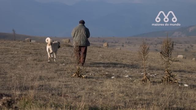 HIENA ATACA KANGAL? смотреть онлайн