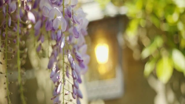 Снился мне сад (I Saw Garden in My Dream) смотреть онлайн