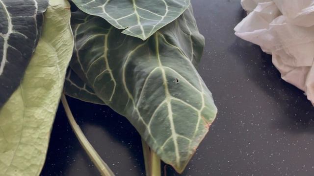 Unboxing 7 Anthurium Plants смотреть онлайн