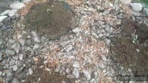 Розы после зимы / Как спасти розы и реанимировать после неудачной зимовки .