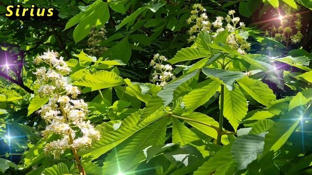 Почему на самом деле нельзя свистеть в доме смотреть онлайн