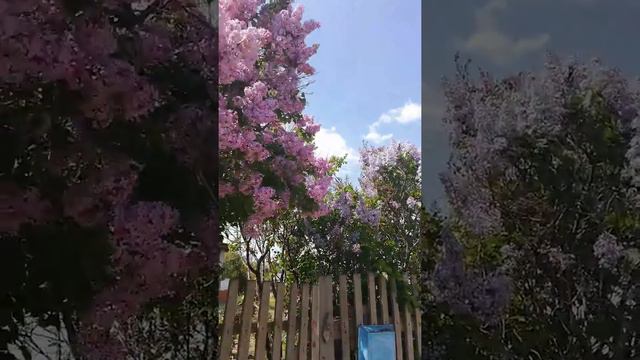 море Бабочек!!!сирень , май 2019г. смотреть онлайн