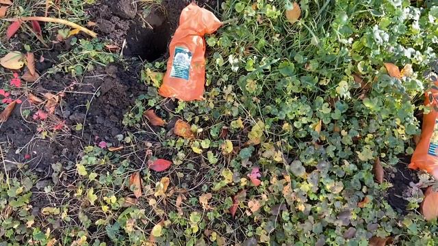 ЗАМОВИЛА багато ТРОЯНД///ОСІННЯ ПОСАДКА))) смотреть онлайн