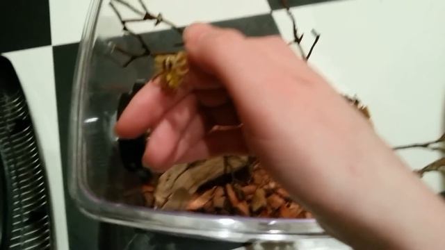 Intelligent & Friendly Jumping Spider смотреть онлайн